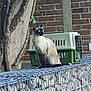 cat, siamese_cat, blue_eyes, pet_carrier, wire_cage, brick_wall, tree, ivy, outdoor, animal, feline, sitting, alert, nature, fur, whiskers, ears, side_view, domestic_cat, quiet