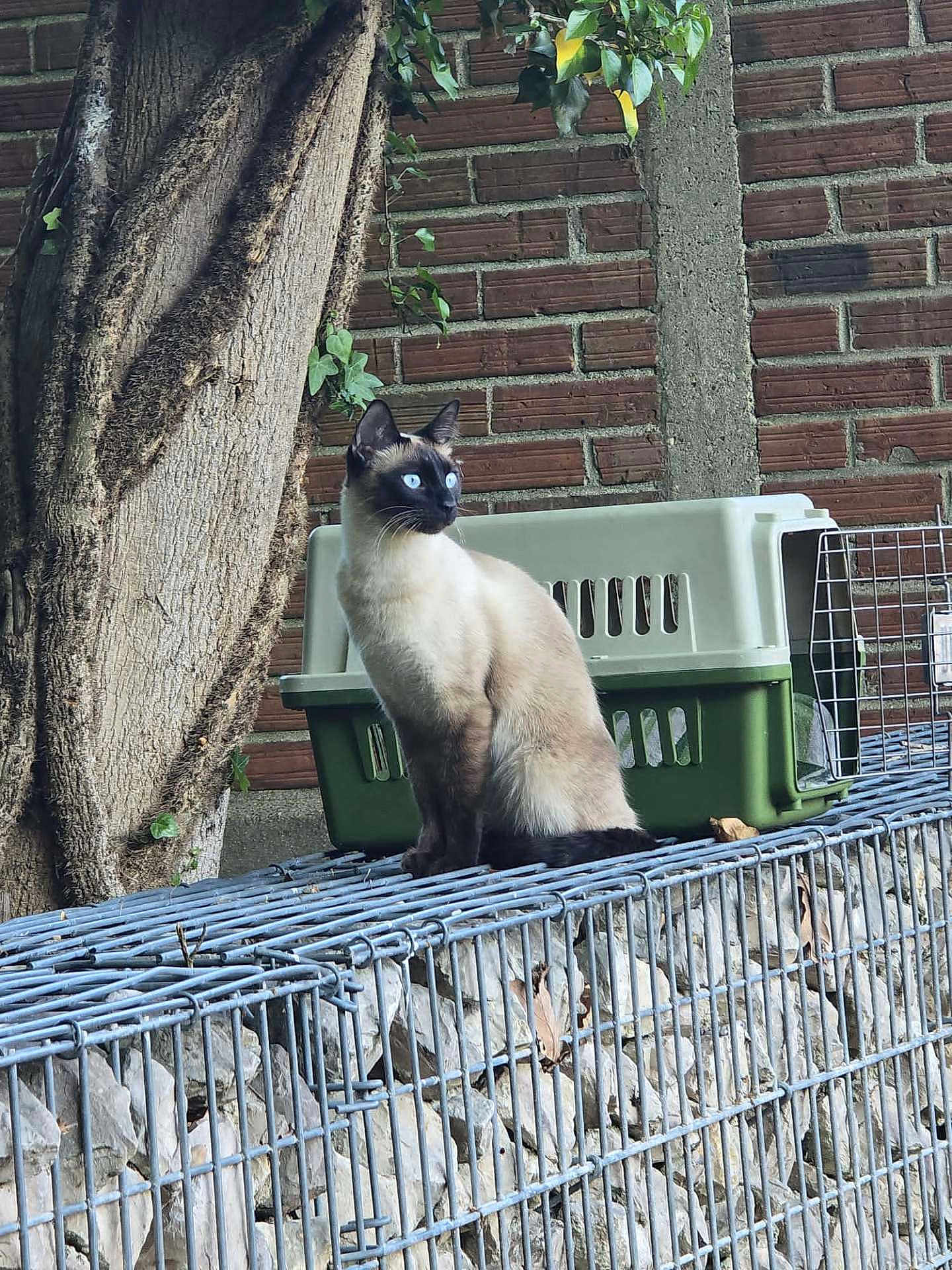 Grisette a rejoint le concours — aidez-le/la à gagner de superbes lots ! cat, siamese_cat, blue_eyes, pet_carrier, wire_cage, brick_wall, tree, ivy, outdoor, animal, feline, sitting, alert, nature, fur, whiskers, ears, side_view, domestic_cat, quiet