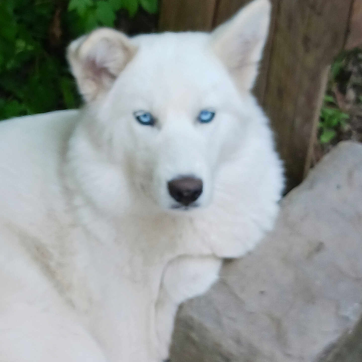 Ambre participe au concours pour gagner de l'argent avec cette photo : dog, white_dog, blue_eyes, outdoor, animal, pet, fur, nature, rock, greenery, ears, muzzle, canine, portrait, resting, closeup, blurred, wildlife, cute, furry