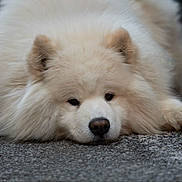 Ruby participe au concours pour gagner de l'argent avec cette photo : dog, samoyed, fluffy, white, lying_down, pavement, outdoor, pet, fur, animal, cute, relaxed, sleepy, mammal, closeup, face, ears, nose, paw, resting