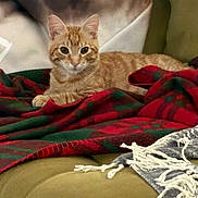 Kili joined the competition — help win amazing prizes! animal, blanket, cat, couch, cozy, ears, feline, fur, green_blanket, home, indoor, looking, orange_cat, paws, pet, red_blanket, relaxed, resting, tabby_cat, whiskers