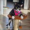cat, tuxedo_cat, black_and_white, pet, feline, whiskers, green_eyes, pink_harness, scratching_post, scratching_pad, cat_toy, indoors, home, wood_floor, portrait, close_up, sitting, relaxed, alert, animal