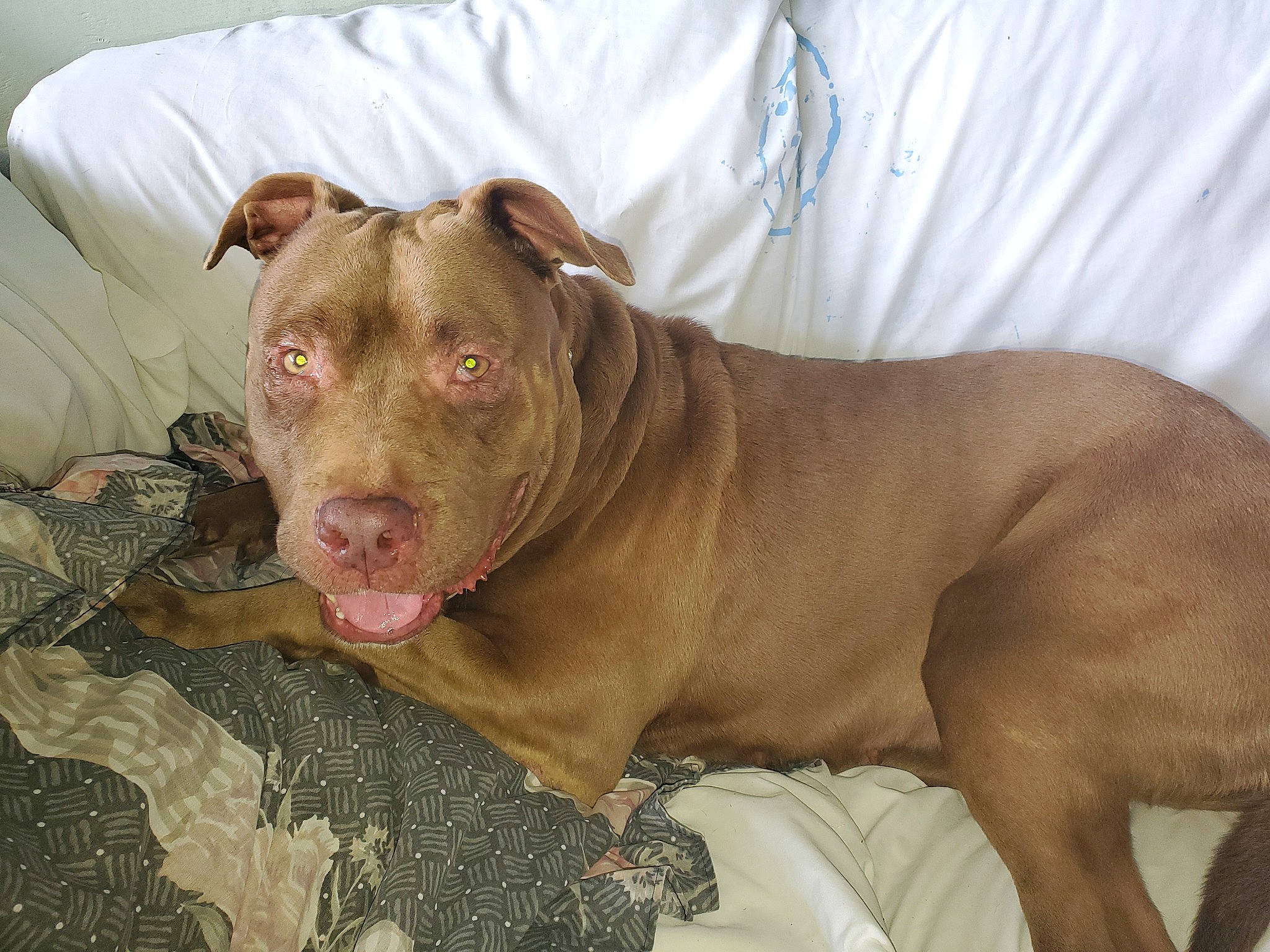 Nala joined the competition — help win amazing prizes! canidae, carnivore, collar, comfort, companion_dog, dog, dog_breed, dog_collar, dog_supply, fawn, liver, non_sporting_group, pet_supply, sporting_group, terrestrial_animal, whiskers, working_animal