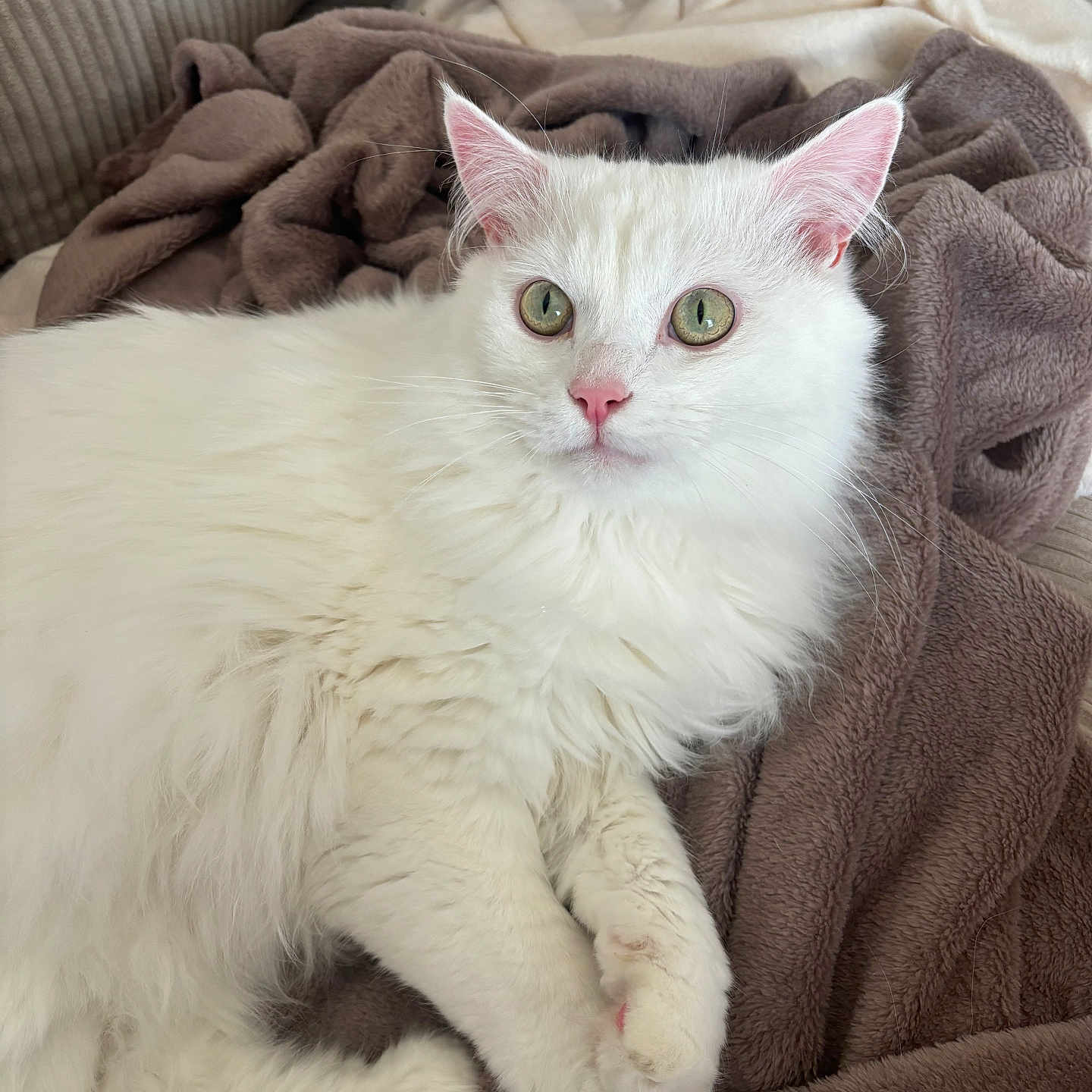 Coton a rejoint le concours — aidez-le/la à gagner de superbes lots ! cat, white_cat, fluffy, pet, indoor, blanket, soft_texture, green_eyes, relaxed, feline, cozy, fur, pink_nose, animal, resting, cute, domestic_animal, mammal, closeup, comfort