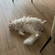Coton a rejoint le concours — aidez-le/la à gagner de superbes lots ! cat, white_cat, fluffy, indoor, wooden_floor, relaxed, lying_down, belly_up, pet, animal, feline, fur, tail, ear, living_room, table, chair, floor, home, cozy