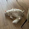 cat, white_cat, fluffy, indoor, wooden_floor, relaxed, lying_down, belly_up, pet, animal, feline, fur, tail, ear, living_room, table, chair, floor, home, cozy