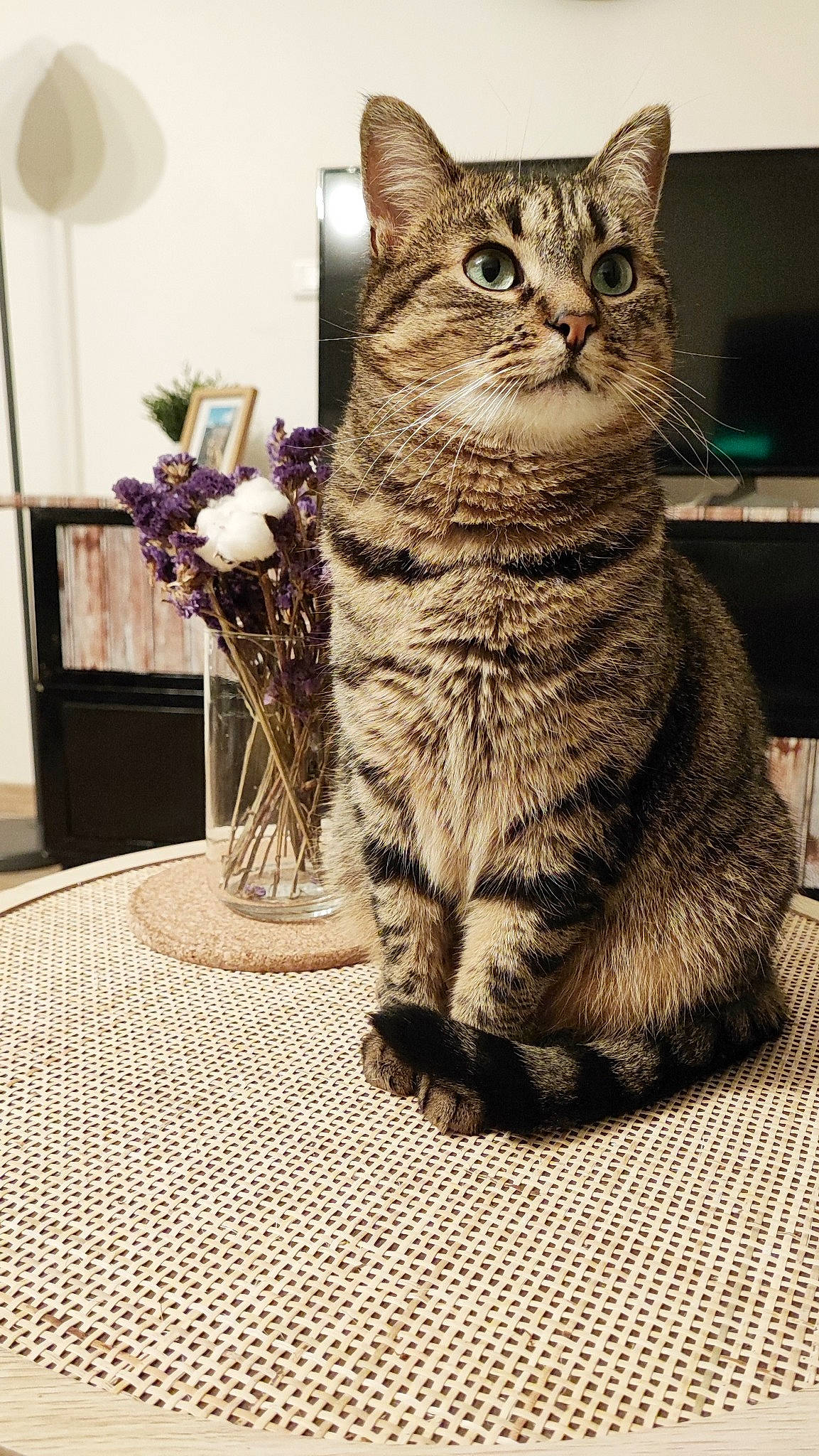 Rico a rejoint le concours — aidez-le/la à gagner de superbes lots ! carnivore, cat, domestic_short_haired_cat, felidae, flooring, fur, houseplant, linens, paw, plant, sitting, small_to_medium_sized_cats, snout, tail, terrestrial_animal, whiskers