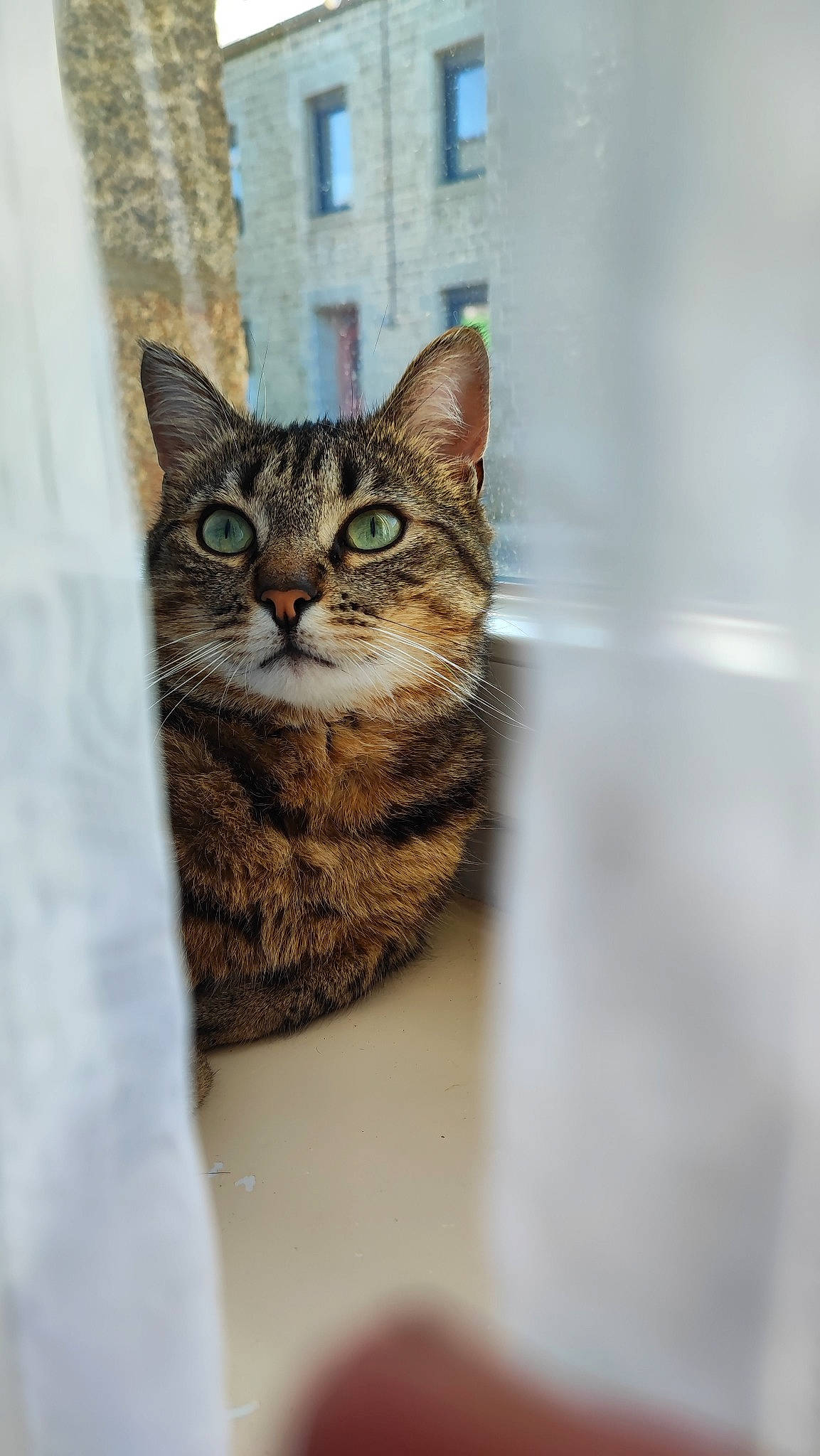 Rico a rejoint le concours — aidez-le/la à gagner de superbes lots ! carnivore, cat, door, felidae, fur, small_to_medium_sized_cats, terrestrial_animal, whiskers, wildlife, window