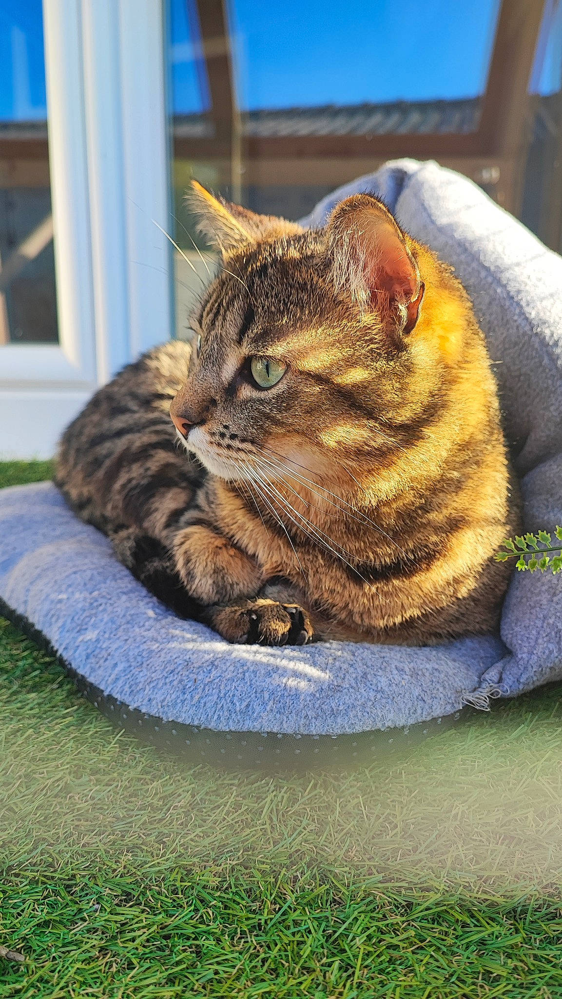 Rico participe au concours pour gagner de l'argent avec cette photo : carnivore, cat, cat_supply, claw, domestic_short_haired_cat, eye, fawn, felidae, fur, grass, paw, sitting, small_to_medium_sized_cats, snout, tail, terrestrial_animal, whiskers, wildlife, window, wood