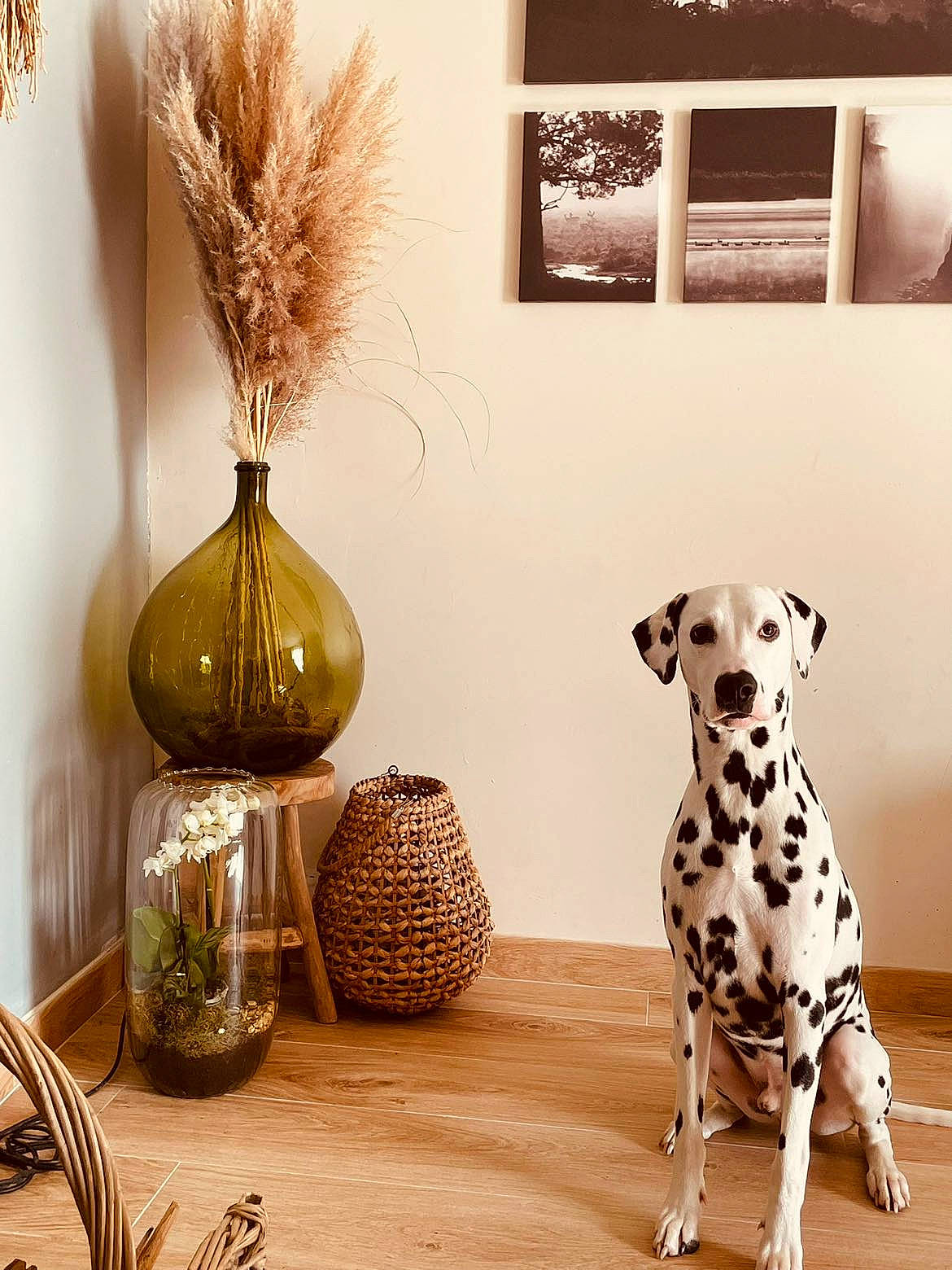 Soly a rejoint le concours — aidez-le/la à gagner de superbes lots ! art, carnivore, companion_dog, couch, dog, dog_breed, fashion_accessory, living_room, ornament, pet_supply, picture_frame, product, rectangle, still_life_photography, table, terrestrial_animal, twig, vase, wood, working_animal