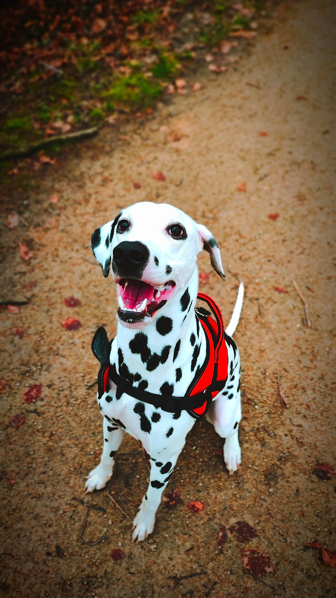 Soly a rejoint le concours — aidez-le/la à gagner de superbes lots ! canidae, carnivore, collar, companion_dog, dalmatian, dog, dog_breed, dog_collar, dog_supply, fawn, grass, mammal, pet_supply, plant, snout, soil, sporting_group, tail, tree, working_animal