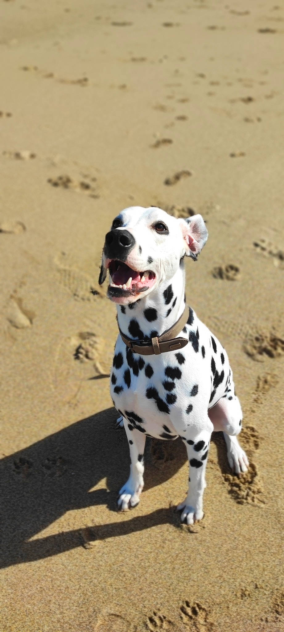 Soly participe au concours pour gagner de l'argent avec cette photo : canidae, carnivore, collar, companion_dog, dalmatian, dog, dog_breed, dog_collar, dog_supply, fawn, hunting_dog, non_sporting_group, paw, snout, sporting_group, sports_equipment, terrestrial_animal, working_animal, working_dog