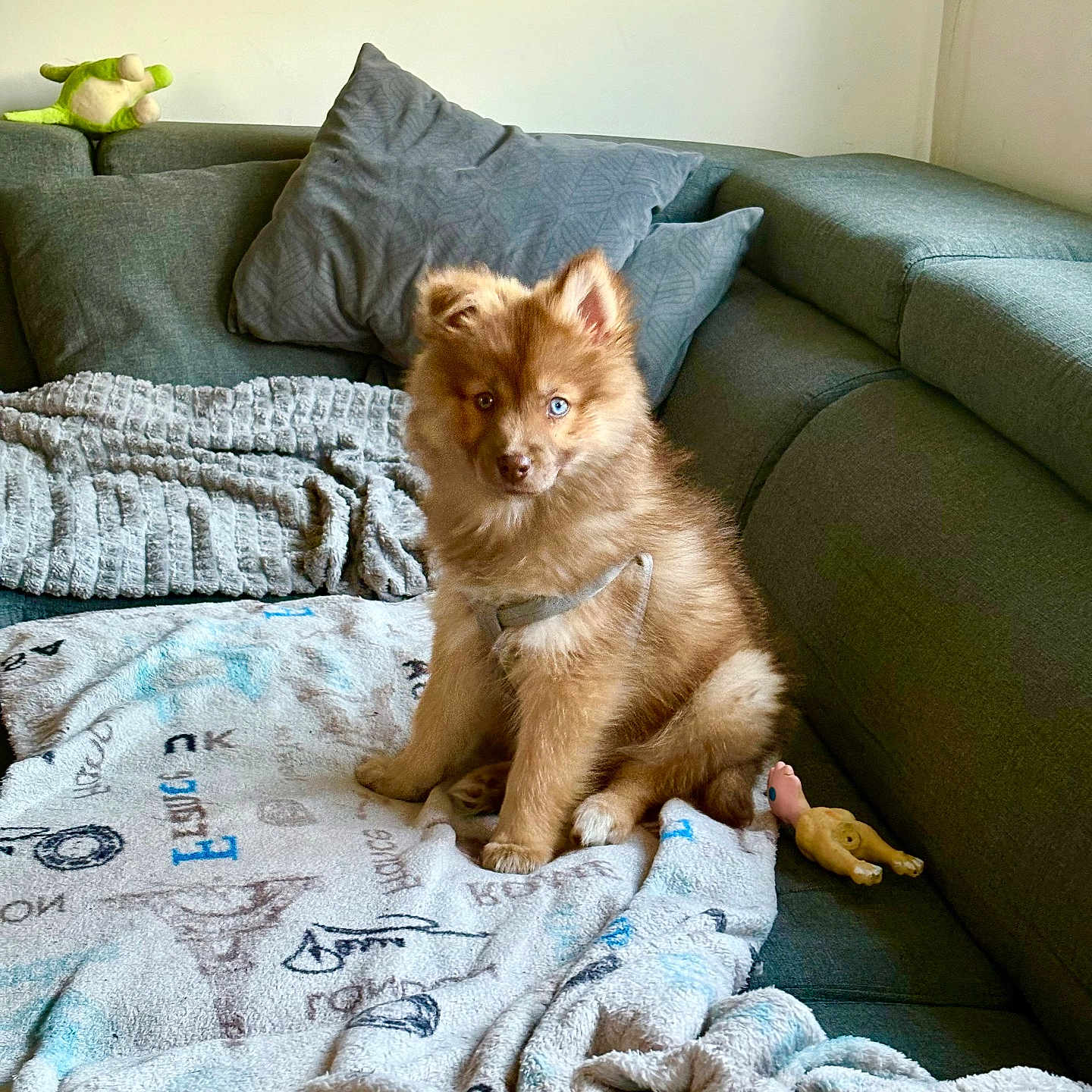 Barney a rejoint le concours — aidez-le/la à gagner de superbes lots ! animal, blanket, blue_eye, brown_eye, brown_fur, couch, cozy, cute, dog, domestic, fur, heterochromia, indoor, living_room, pet, pillows, plush_toy, puppy, sitting, young_dog