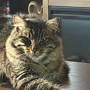 Skar joined the competition — help win amazing prizes! animal, cat, cozy, domestic, ears, eyes, face, feline, fluffy, fur, home, indoor, paws, pet, relaxed, sitting, sunlight, tabby, whiskers, wooden_table