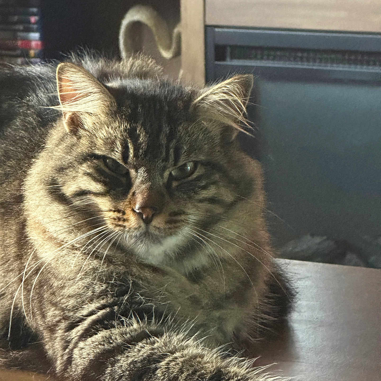 Skar joined the competition — help win amazing prizes! animal, cat, cozy, domestic, ears, eyes, face, feline, fluffy, fur, home, indoor, paws, pet, relaxed, sitting, sunlight, tabby, whiskers, wooden_table