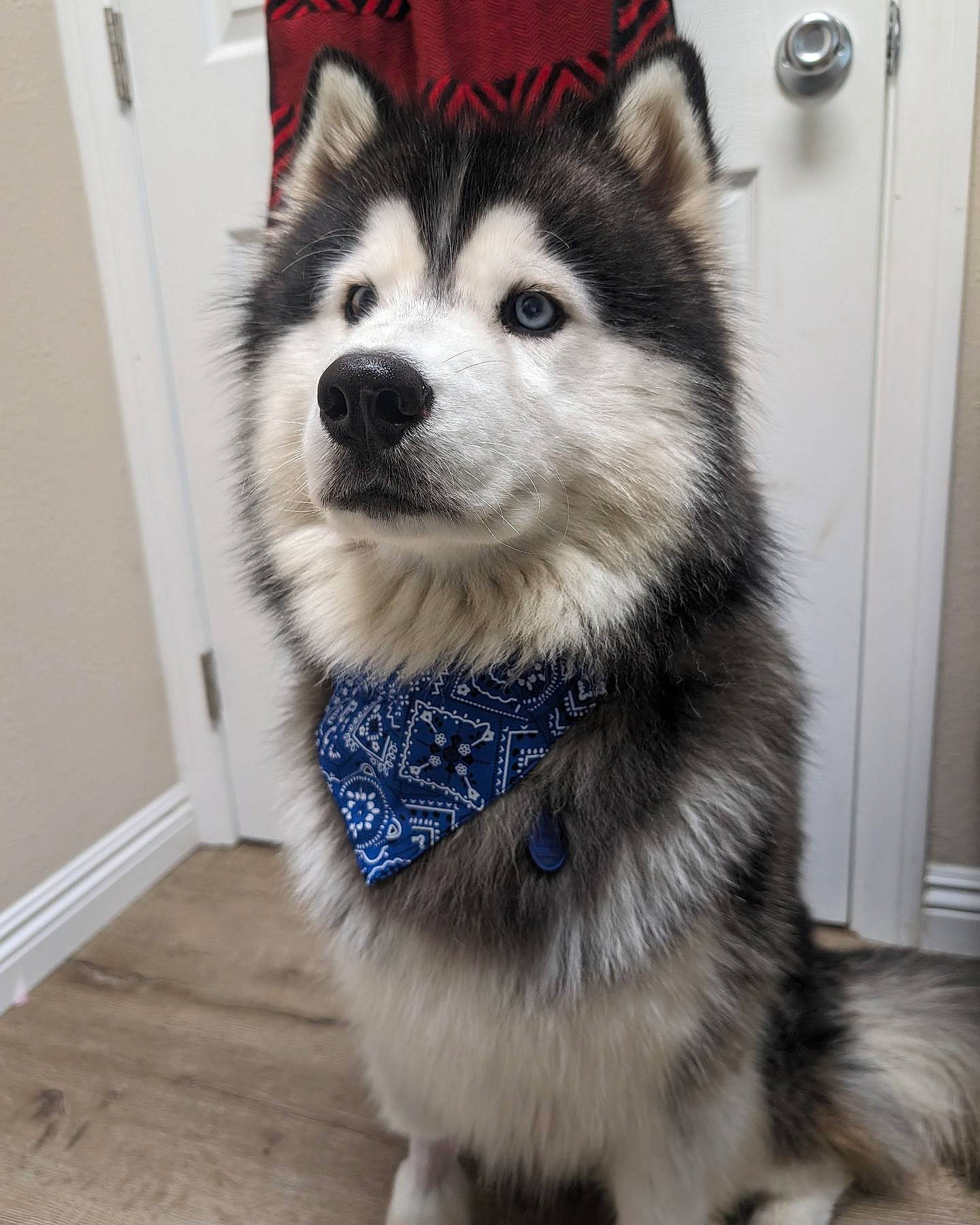 Morris joined the competition — help win amazing prizes! canidae, canis, carnivore, collar, companion_dog, dog, dog_breed, flooring, fur, hardwood, siberian_husky, sled_dog, snout, sporting_group, terrestrial_animal, whiskers, wolf, wood, working_animal, working_dog