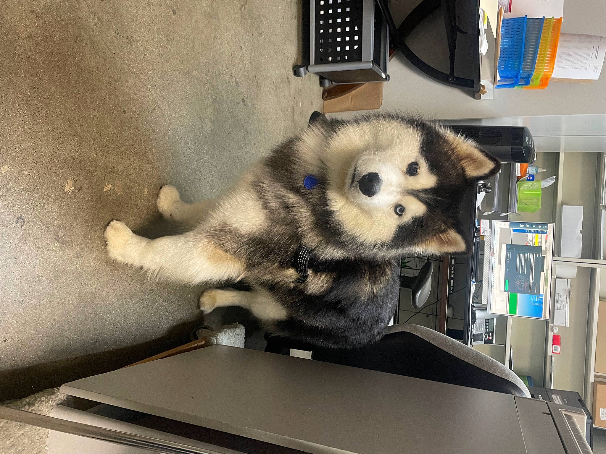 Morris joined the competition — help win amazing prizes! ancient_dog_breeds, canidae, canis, carnivore, companion_dog, corded_phone, dog, dog_breed, fur, non_sporting_group, shelf, sled_dog, snout, spitz, sporting_group, tail, terrestrial_animal