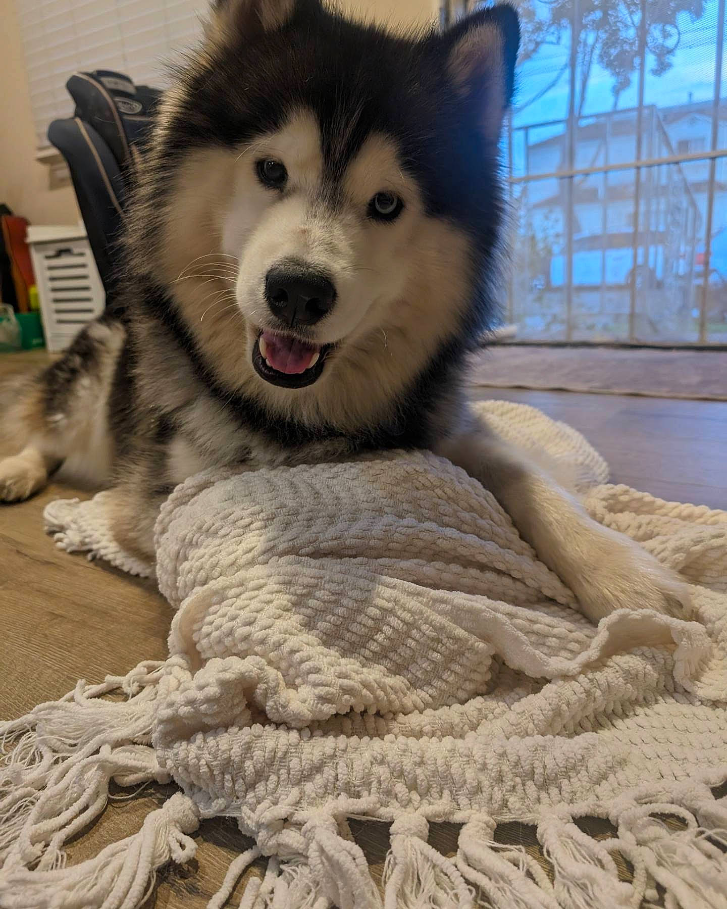 Morris joined the competition — help win amazing prizes! ancient_dog_breeds, canidae, canis, carnivore, companion_dog, dog, dog_breed, fang, fur, jaw, non_sporting_group, sled_dog, snout, terrestrial_animal, whiskers, window, wolf, working_animal, working_dog