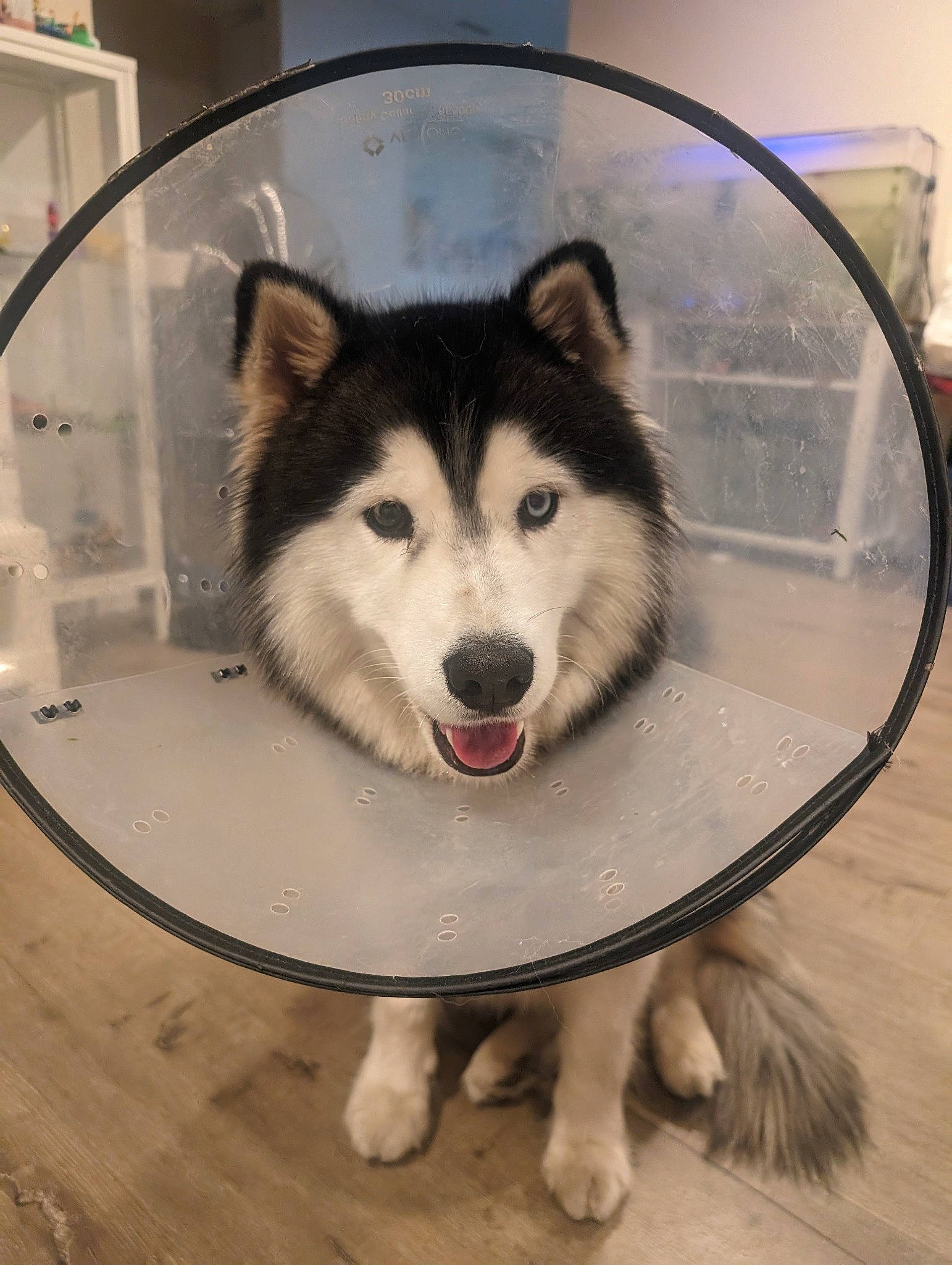 Morris joined the competition — help win amazing prizes! art, canidae, canis, carnivore, circle, companion_dog, dishware, dog, dog_breed, font, fur, illustration, picture_frame, siberian_husky, sled_dog, snout, sporting_group, whiskers, wolf, wood