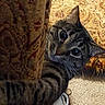 cat, tabby, curious, peeking, couch, patterned_fabric, indoor, carpet, cushion, fringe, pet, animal, feline, fur, whiskers, ears, claw, home, playful, alert