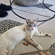 Bounty participe au concours pour gagner de l'argent avec cette photo : cat, blue_eyes, indoor, rug, slippers, pouf, table, metal_frame, cork_toy, floor, pet, relaxed, feline, home, cozy, curious, striped_fur, light, shadow, resting