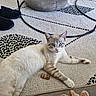 cat, blue_eyes, indoor, rug, slippers, pouf, table, metal_frame, cork_toy, floor, pet, relaxed, feline, home, cozy, curious, striped_fur, light, shadow, resting