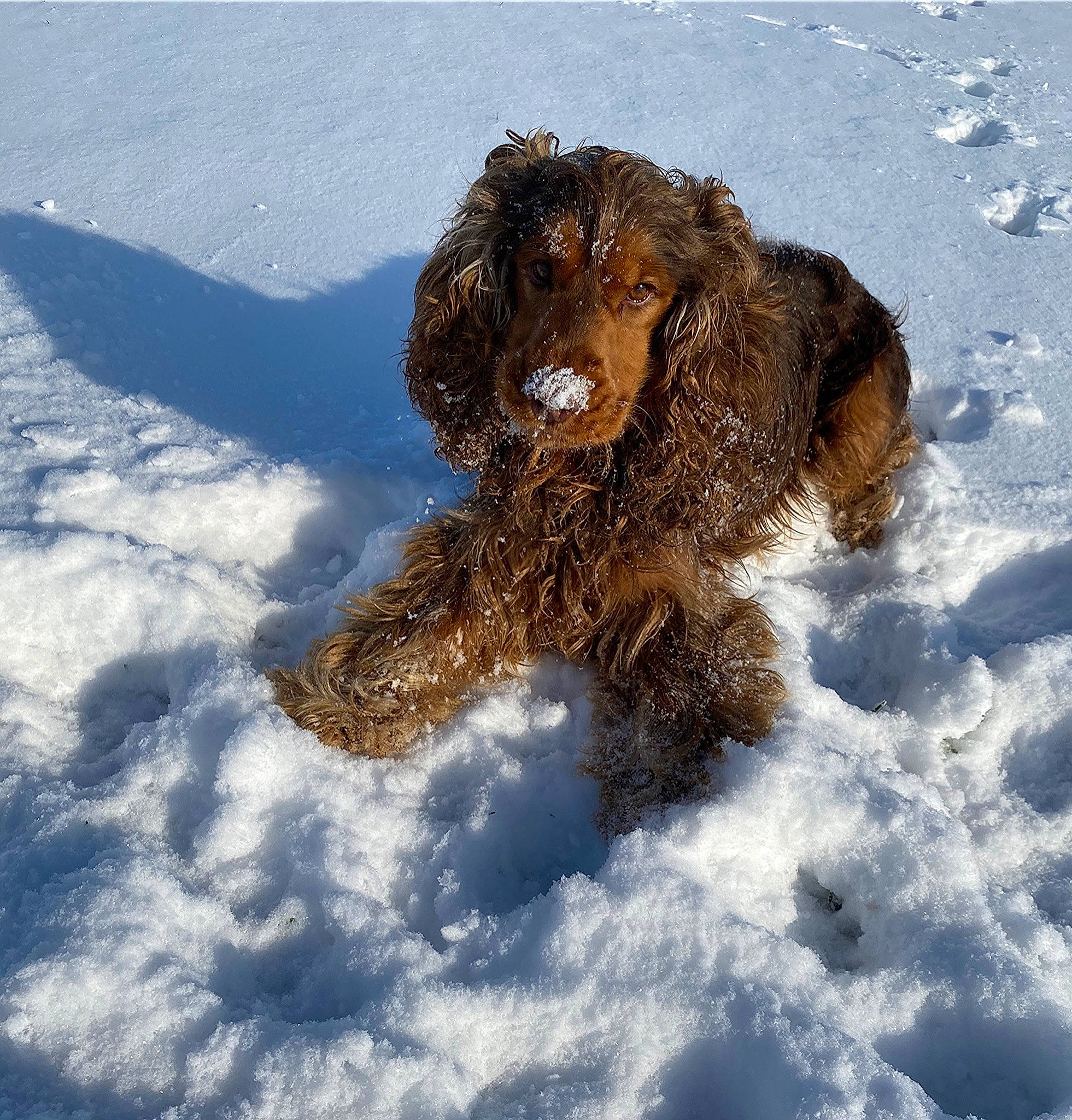 Phoenix participe au concours pour gagner de l'argent avec cette photo : canidae, carnivore, companion_dog, dog, dog_breed, freezing, fur, gun_dog, liver, pointing_breed, retriever, snout, snow, spaniel, sporting_group, terrestrial_animal, terrier, water_dog, winter, working_animal