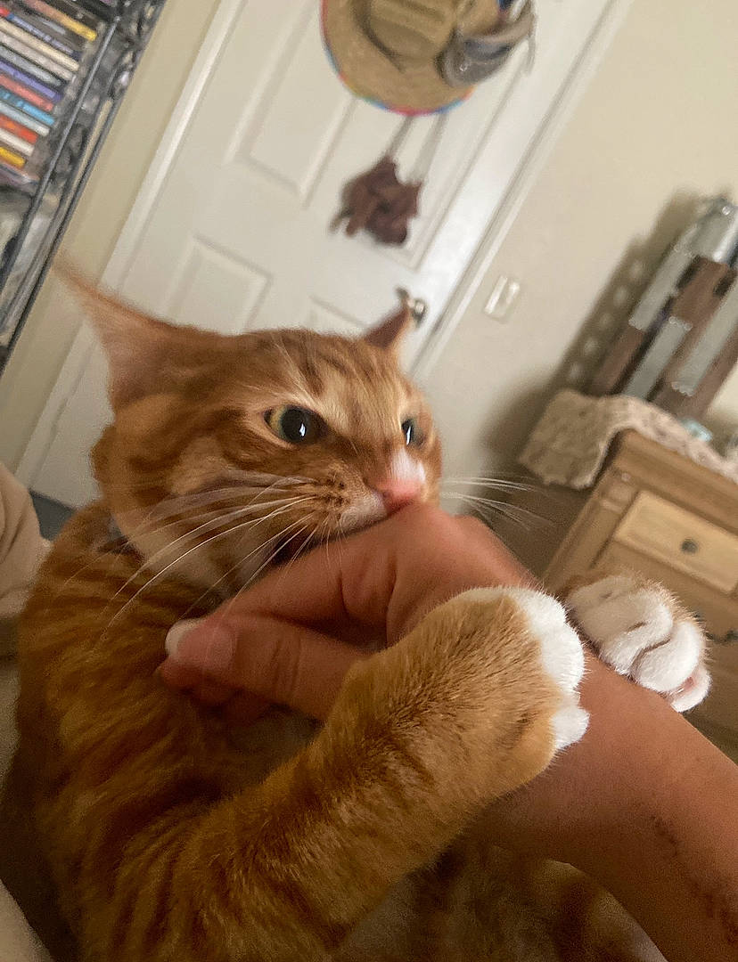 Wasabi is registered to the contest to win money with this photo: carnivore, cat, claw, comfort, domestic_short_haired_cat, ear, fawn, felidae, fur, gesture, hardwood, nail, picture_frame, room, small_to_medium_sized_cats, tail, whiskers, wood