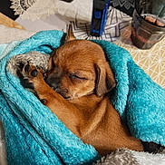 Vega a rejoint le concours — aidez-le/la à gagner de superbes lots ! puppy, dog, sleeping, blanket, blue, cozy, paw, fur, tablecloth, glass, indoor, resting, cute, small, brown, soft, comfort, animal, pet, snuggled