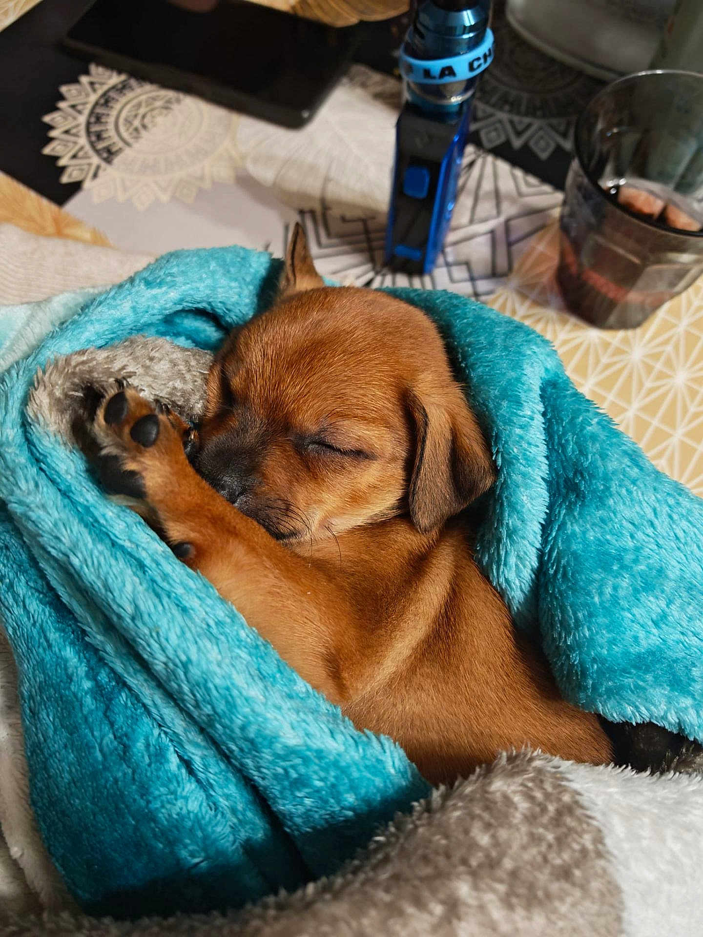 Vega a rejoint le concours — aidez-le/la à gagner de superbes lots ! puppy, dog, sleeping, blanket, blue, cozy, paw, fur, tablecloth, glass, indoor, resting, cute, small, brown, soft, comfort, animal, pet, snuggled