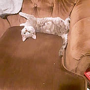 Babygirl is registered to the contest to win money with this photo: cat, tabby, upside_down, couch, brown_couch, indoor, pet, feline, fur, relaxed, curious, green_eyes, home, animal, resting, cozy, comfortable, domestic, living_room, soft_texture