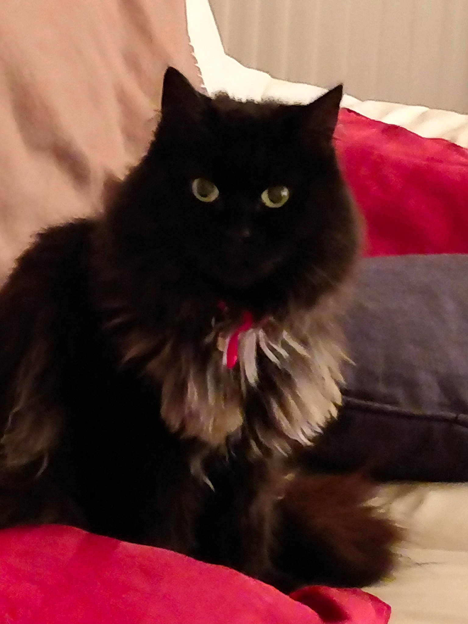 Eleana participe au concours pour gagner de l'argent avec cette photo : asian_semi_longhair, black_cat, british_semi_longhair, carnivoran, cat, cat_like_mammal, domestic_long_haired_cat, domestic_short_haired_cat, fur, kitten, maine_coon, norwegian_forest_cat, persian, ragamuffin, small_to_medium_sized_cats, snout, whiskers