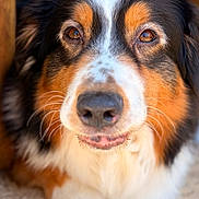 Tokio a rejoint le concours — aidez-le/la à gagner de superbes lots ! animal, canine, close_up, cute, dog, ears, eyes, face, friendly, fur, fur_texture, natural_light, nose, outdoor, paw, pet, portrait, resting, tricolor, whiskers