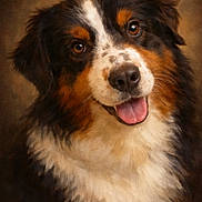 Peach participe au concours pour gagner de l'argent avec cette photo : dog, portrait, happy, close_up, brown_eyes, fur, black_fur, white_fur, tan_fur, tongue, pet, animal, cute, fluffy, smiling, studio, background, painting_style, canine, friendly