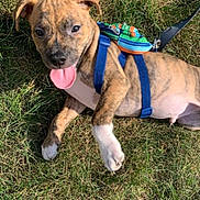 Silas is registered to the contest to win money with this photo: animal, backpack, brindle, canine, cute, dog, friendly, grass, harness, mammal, nature, outdoor, pet, playful, puppy, resting, summer, sunlight, tongue_out, young