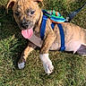animal, backpack, brindle, canine, cute, dog, friendly, grass, harness, mammal, nature, outdoor, pet, playful, puppy, resting, summer, sunlight, tongue_out, young