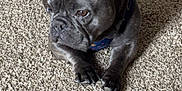 Drax is registered to the contest to win money with this photo: dog, french_bulldog, pet, indoor, carpet, black_dog, canine, animal, laying_down, ears, fur, paw, resting, home, domestic_animal, quiet, calm, looking_away, close_up, floor