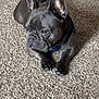 dog, french_bulldog, pet, indoor, carpet, black_dog, canine, animal, laying_down, ears, fur, paw, resting, home, domestic_animal, quiet, calm, looking_away, close_up, floor