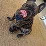 Drax joined the competition — help win amazing prizes! dog, french_bulldog, pet, indoor, carpet, tongue_out, ears, harness, playful, cute, animal, mammal, sitting, brown_carpet, floor, canine, domestic_animal, tongue, expression, house