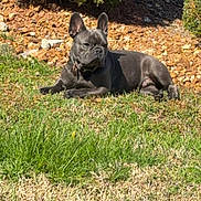 Drax is registered to the contest to win money with this photo: dog, french_bulldog, grass, outdoor, sunlight, shrub, rocks, pet, animal, resting, canine, nature, summer, greenery, laying_down, collar, mammal, daytime, leisure, quiet