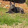 dog, french_bulldog, grass, outdoor, sunlight, shrub, rocks, pet, animal, resting, canine, nature, summer, greenery, laying_down, collar, mammal, daytime, leisure, quiet