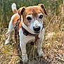 dog, small_dog, brown_and_white, harness, leash, grass, outdoor, sunlight, nature, pet, canine, alert, curious, field, animal, walking, daytime, close_up, portrait, fur