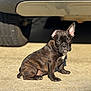 dog, puppy, brindle, sitting, outdoor, concrete, car, tire, bumper, sunlight, pet, young, animal, cute, ears, shadow, daylight, mammal, companion, canine