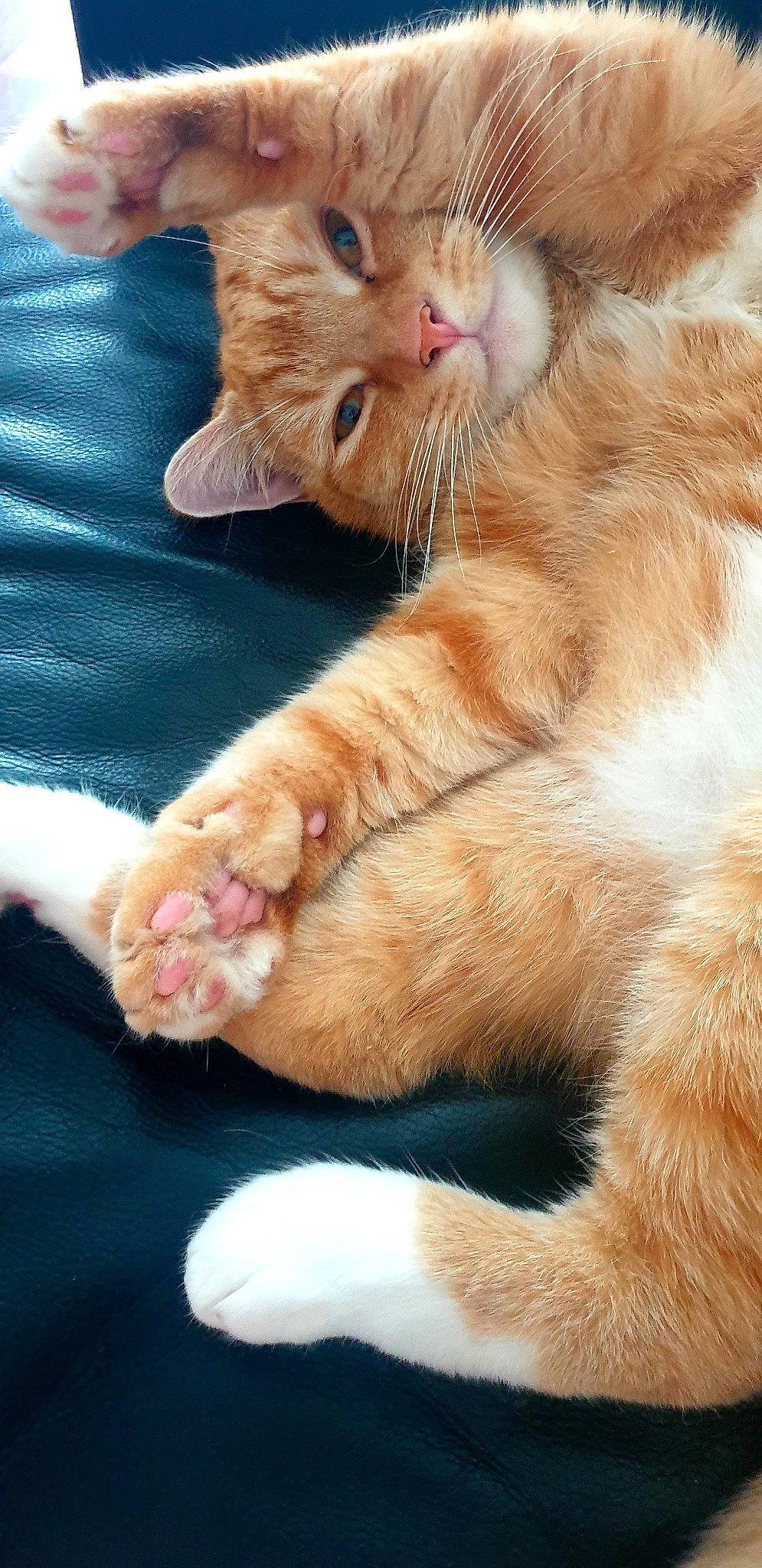 Loki is registered to the contest to win money with this photo: carnivore, cat, claw, comfort, domestic_short_haired_cat, ear, fawn, felidae, foot, fur, gesture, human_leg, leg, nail, nose, paw, small_to_medium_sized_cats, snout, tail, whiskers