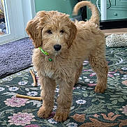 Elroy joined the competition — help win amazing prizes! adorable, apricot_coat, bell, black_nose, carpet, chew_toy, curly_fur, dog, floppy_ears, floral_rug, goldendoodle, green_collar, home, indoors, pet, portrait, puppy, standing, tail, wooden_stick