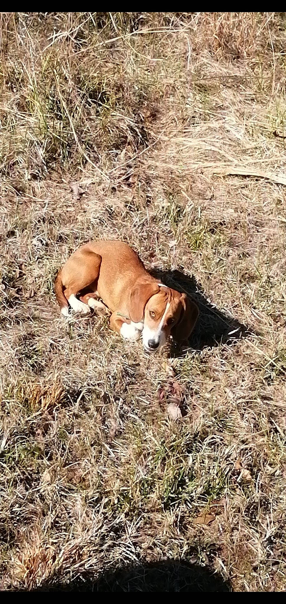 Shiloh joined the competition — help win amazing prizes! canidae, carnivore, companion_dog, dog, dog_breed, grass, grassland, grazing, hunting_dog, plant, scent_hound, snout, soil, sporting_group, tail, terrestrial_animal, wood