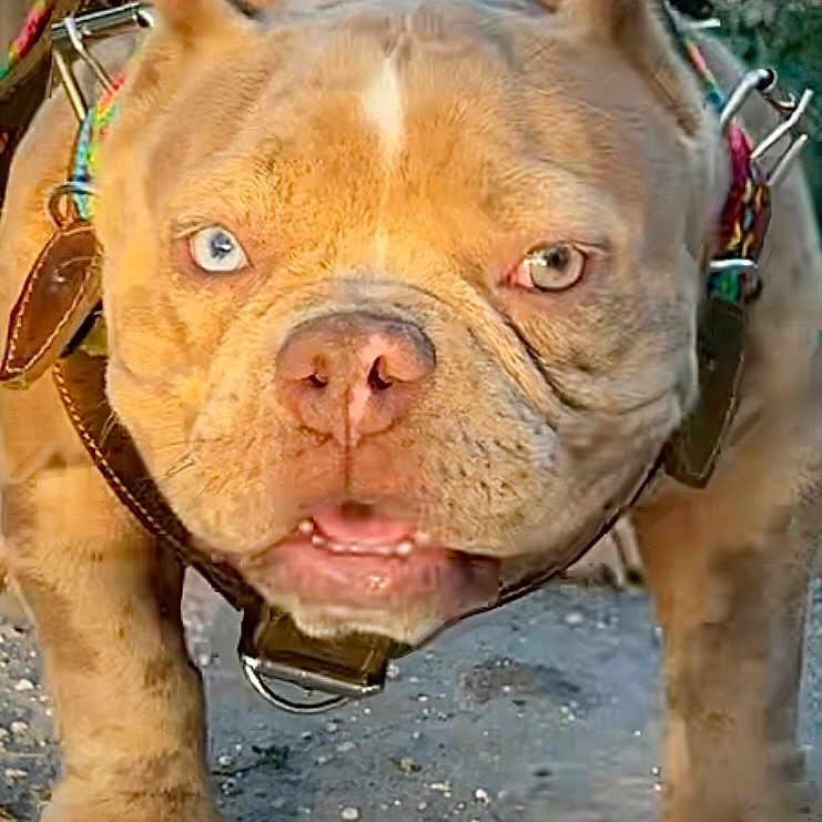 Luna joined the competition — help win amazing prizes! animal, brown_dog, canine, close_up, daylight, dog, ears, expression, face, fur, ground, harness, heterochromia, leash, mouth, nose, outdoor, paws, pet, walking