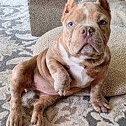 Luna is registered to the contest to win money with this photo: puppy, dog, heterochromia, carpet, indoor, pet, cute, brown, white, fur, paw, relaxed, animal, young, canine, adorable, home, resting, portrait, closeup