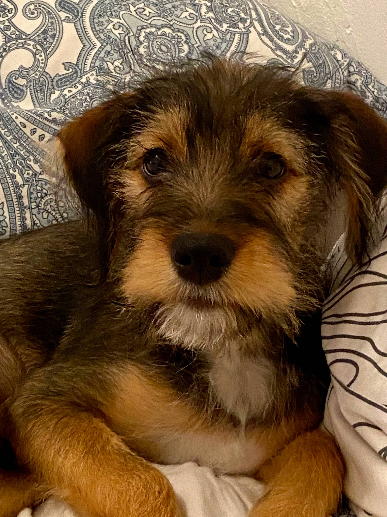 Charly a rejoint le concours — aidez-le/la à gagner de superbes lots ! canidae, carnivore, companion_dog, dog, dog_bed, dog_breed, fawn, fur, liver, maltepoo, paw, puppy_love, small_terrier, snout, sporting_group, terrestrial_animal, terrier, toy_dog, whiskers, working_animal