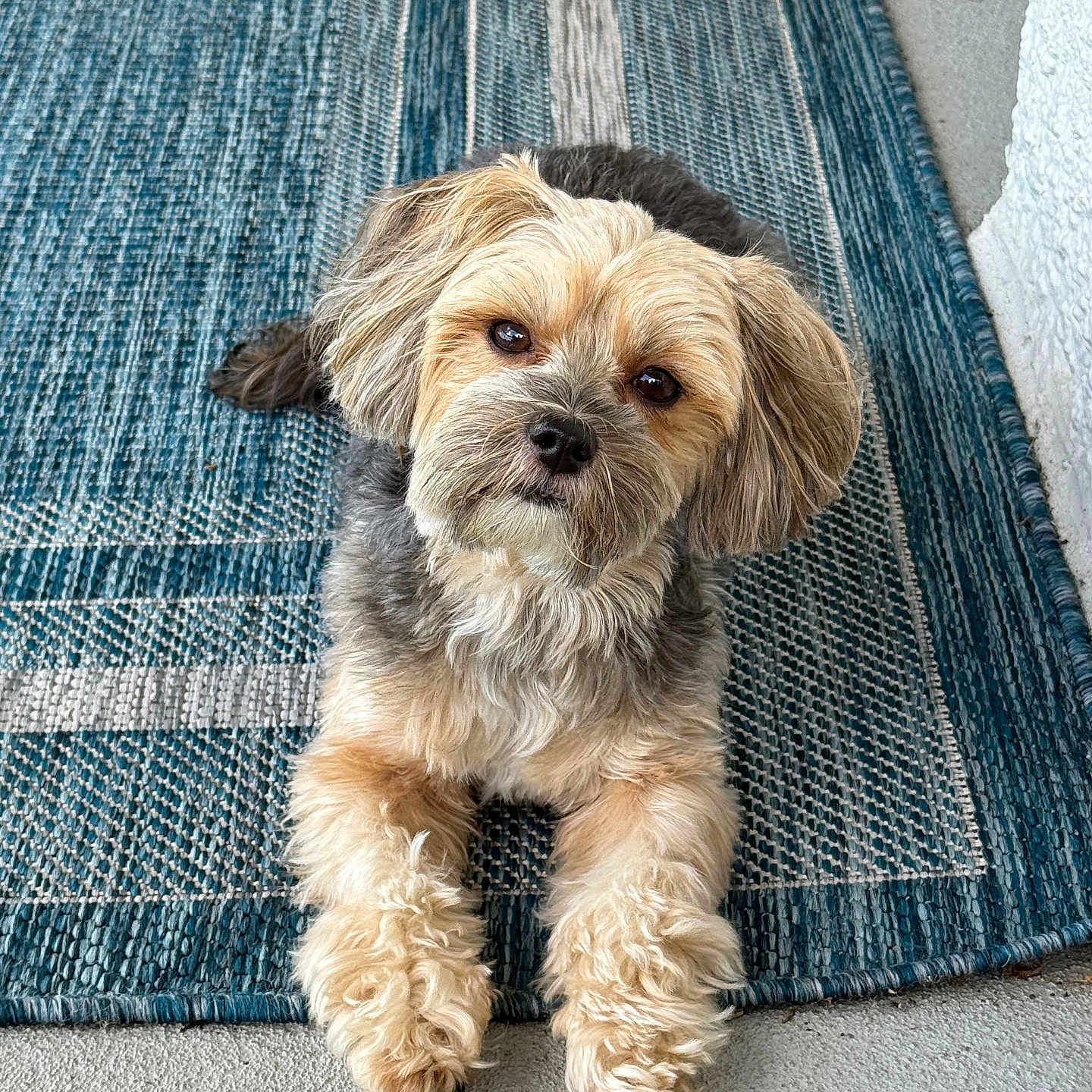 Teddi B joined the competition — help win amazing prizes! dog, pet, canine, fur, cute, animal, laying_down, portrait, indoors, carpet, blue_rug, small_dog, fluffy, looking_up, paw, head_tilt, companion, friendly, domestic_animal, cute_pet